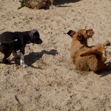 Duinen