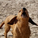 Duinen