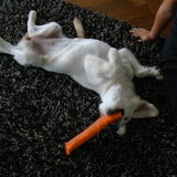 favoriete houding