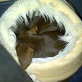 Camila in de kattenmand