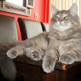 Wolfje Wolf, 19 weken en 3150 gram