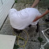 Net gewassen