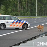vossen avonturen op de snelweg