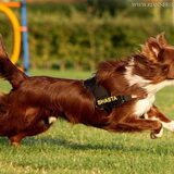 Heerlijke hond