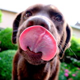 lik lik