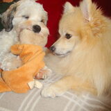 Sam en Cloudje