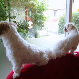Mijn lieve siameese tweeling