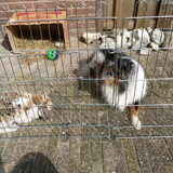 Lizzie met Mickey