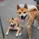 Jethro - rechts - 20.08.2012