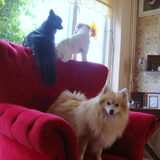 Cloudy, Zazou en Deva