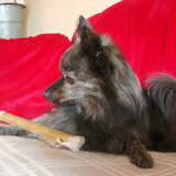 Zazou