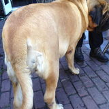 bach 2 dagen voor de uitgerekende datum rechterkant zie je een pup…