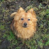 Dit is Diesel.. Mijn lieve keeshond die achter mijn rug om bij mij is…