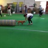 Diva door de tunnel op puppycursus