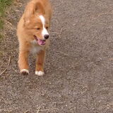 Foto van Sigrid, Sandy, Diva & Nala