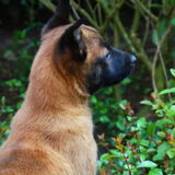 De pup van mijn ouders 4 jaar geleden......