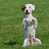 Foto van milou