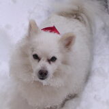 Mijn eerste keeshond, Wendy