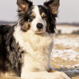 Foto van peggy