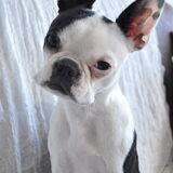 Droppie