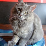 Lief Wolfje