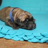 pups reu 2