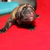 pups teef 1