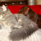 Forever Friends!