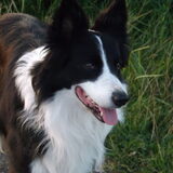 Foto van Puck & Fenrir