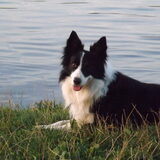 Foto van Puck & Fenrir