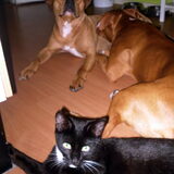 Foto van Chre & Djago & Anisa & Elvis
