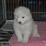 mikai hier is hij 4 weken en 5 dagen oud