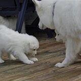 tolinka(mikai zijn moeder) en 1 van haar pups van 5 weken en 6 dagen oud