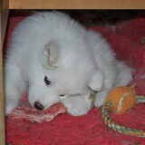 1 van de pups van tolinka(mikai zijn mama) mmmmm... lekker bod hier is…