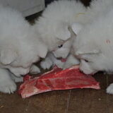 3 van tolinka pup degene met het gele touwtje is mikai hier eten ze…