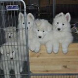 de pups hier zijn ze 8 weken oud