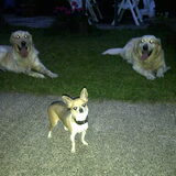 Foto van Brenda & Buddy & Bobby & Onyx