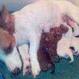 Diesel(mama) met Stippie, Chippie, Max, Lizzie en Sofie