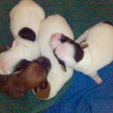 stippie, chippie, lizzie en sofie(de meiden)