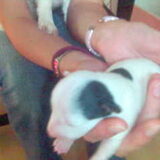 stippie