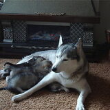 Foto van Snowie & Bella