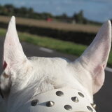 Foto van Hannah & Bink† en Beertje