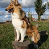 Met de haren (vacht) in de wind!! @ 27 weken