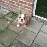 Nova From Windelloan, geboren 7 juni 2012