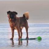 Skip 's avonds op het strand