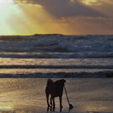 Strand met Skip
