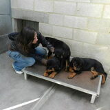Samen met de 3 Rottweiler puppy's die werden afgestaan omdat de…