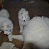 ilya(papa van mikai)met 2 van zijn pups van 8 weken en 3 dagen oud