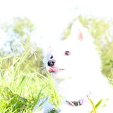 Foto van Amigo en K.C.