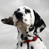 Met je oren in de wind!
